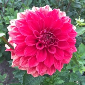 Meet your Posher, Ray